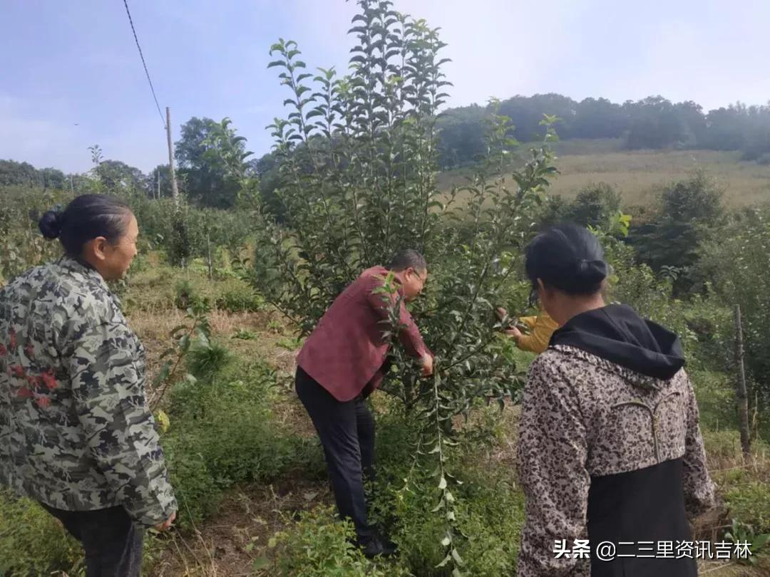 桦甸市农业农村局最新项目，引领农业现代化，助力乡村振兴