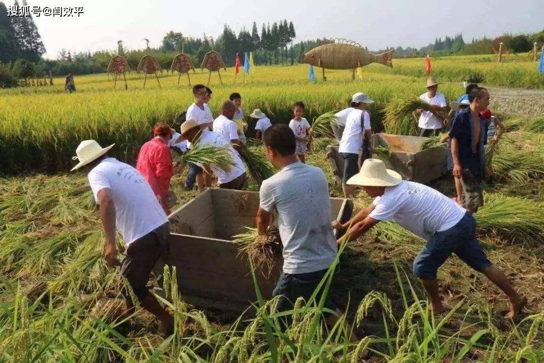 泉山区农业农村局最新项目，推动农业现代化，助力乡村振兴