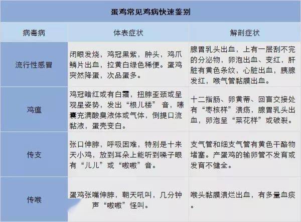 解析新澳今晚资料鸡号与飞速释义落实的重要性